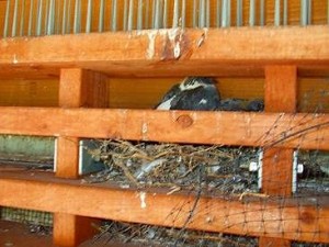 ベランダの室外機の上に鳩が巣を作っている。